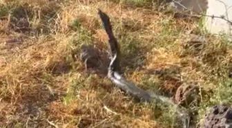 Sıcak hava devasa yılanları ortaya çıkardı
