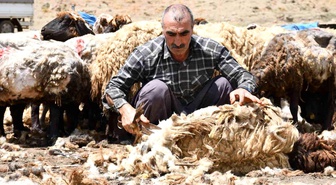 Şırnak'ta koyun kırkma mesaisi başladı