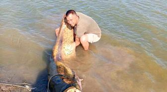 Tekirdağ'da 157 kiloluk yayın balığı yakalandı