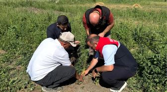 Yüksekova'da tarımda yeni dönem: Yoncalı köyünde ilk ticari salep hasadı yapıldı