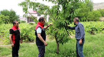 Erzincan'da kiraz hasadında bereketli sezon