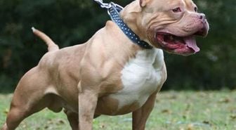 Almanya'da pitbull saldırısında 4 yaşındaki çocuk hayatını kaybetti