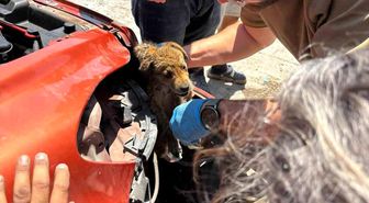 Araç tamponuna sıkışan yavru köpeği veteriner hekimler kurtardı
