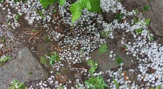 Ardahan'da sağanak ve dolu yağışı tarım arazilerine zarar verdi