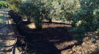 Bilecik'te zeytinlik bahçesinde çıkan yangın söndürüldü