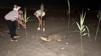 Caretta carettayı yuva yaparken gören gençler, duyarlılık gösterdi önlem aldı