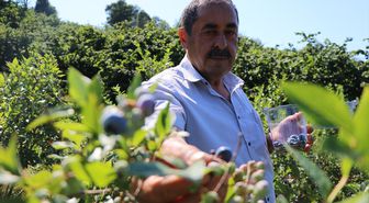 Emekli madenci tarım fuarında gördüğü yaban mersininin üreticisi oldu