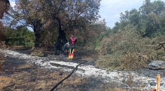 Havran'da zeytinlik yangını
