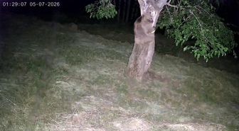 İspir'de ayı ve domuz sürüleri dut bahçelerini talan etti