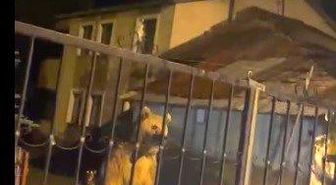 Sarıkamış'ta bu kez roller değişti: Vatandaş dışarıda bekledi, ayılar bahçede misafir oldu