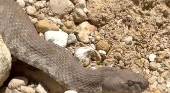 Tunceli'de koca engerek yılanı görüntülendi