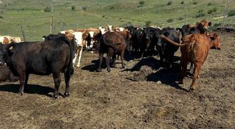 Aydıntepe'de ithal besilik sığırlarda karantina ve sağlık kontrolleri yapılıyor
