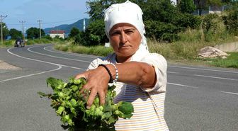 Ordu'da taze fındık tezgahlarda: Kilosu 200 lira