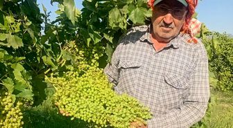 Sarıgöl'de dev salkımlar ihracat yolunda