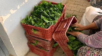 Sarıgöl'de yaprak fiyatları 35-40 TL'ye geriledi