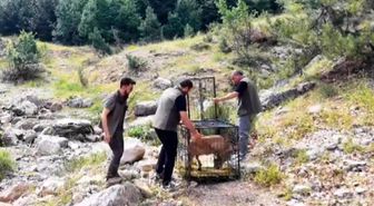 Yaralı dağ keçisi tedavisinin ardından doğaya bırakıldı