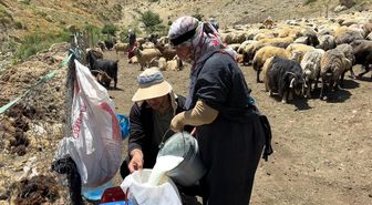 Yüksekova'da berivanların zorlu mesaisi: Kavurucu güneş altında süt sağma dönemi bir aydır sürüyor