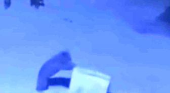 Ayı ailesinin çöp konteyneri ile oyunu