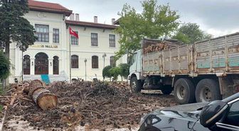 Bilecik Valiliği bahçesindeki dev çam ağaçları kesildi