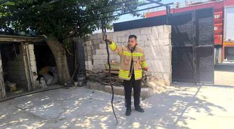 Evin bahçesinde görülen 2 karayılan paniğe neden oldu