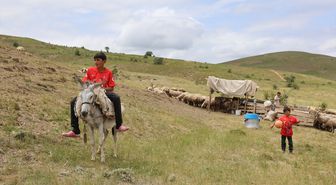 Göçerlerin yüksek rakımlı yaylalardaki mesaisi sürüyor
