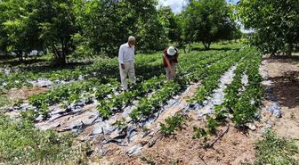 Kütahya'da nohut ve barbunya demonstrasyon alanlarında inceleme