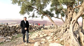 Şanlıurfa'da 1314 yıllık zeytin ağacının çevre düzenlemesi yapılıyor