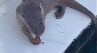 Su samuru limanda çevredekilerin attığı balıkları yedi