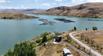 Erzincan'da yetişiyor, Trabzon ve Elazığ'da somona dönüşüyor