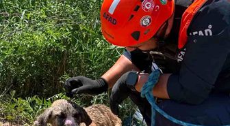 Siirt'te kuyuya düşen köpek kurtarıldı