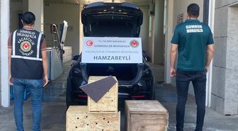 Ticaret Bakanlığı ekiplerince Hamzabeyli Gümrük Kapısı'nda 4 yaban hayvanı kurtarıldı