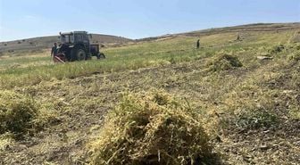 Yozgat'ta mercimek hasadı başladı, çiftçinin yüzü güldü, verim beklentisi yükseldi