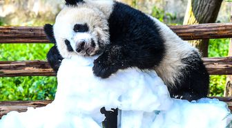 Albüm: Çin'de Dev Panda Yavrusu Wang Shu'nun Birinci Yaş Günü Kutlandı