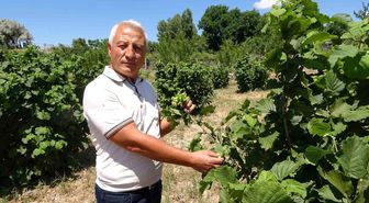 Bozkırın ortasında fındık yetiştirdi