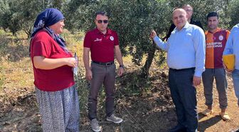 Buldan'da zeytin sineğine karşı fenomen tuzak dağıtıldı