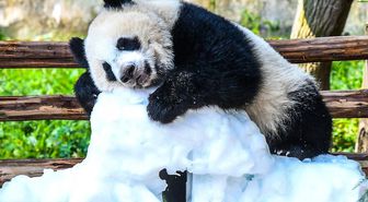 Çin'de panda yavrusu Wang Shu'nun 1'inci doğum günü kutlandı