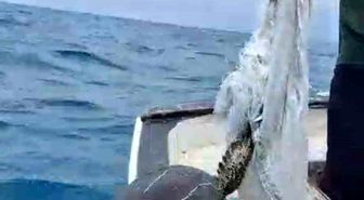 Denize atılan çuvala dolanarak hayat mücadelesi veren caretta carettayı balıkçı kurtardı
