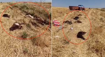 Sürü sahibi yıkıldı! 150 hayvan aynı anda telef oldu