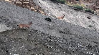 Hakkari'de dağ keçileri görüntülendi