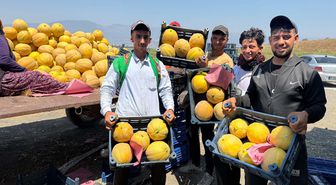 Hatay'da kavun hasadı başladı; tarlada kilosu 22 TL