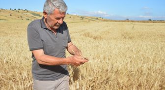 Havza ilçesinde 107 bin 250 ton hububat rekoltesi bekleniyor