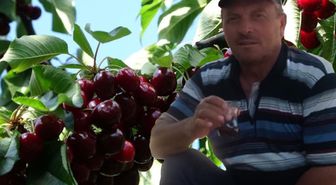 Yaşlı çifti kiraz mı öldürdü? Başkaları da yemiş