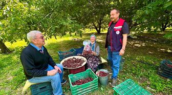 Kiraz bahçelerinde hasat öncesi pestisit denetimi
