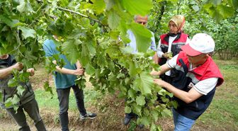 Samsun'da fındıkta rekolte mesaisi: Bahçelerde sayım başladı