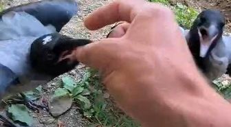Şefkatle büyüttüğü kargalar onu kapıda karşılıyor