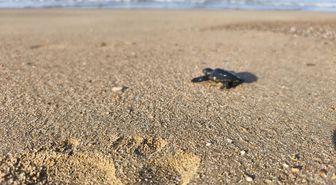 2026'nın ilk caretta yavruları denizle buluştu