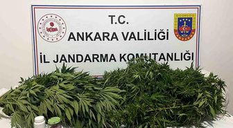 Ankara'daki narkotik operasyonunda 150 kök kenevir ele geçirildi
