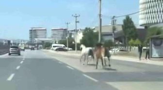 Bursa'da başıboş atlar trafiği tehlikeye attı