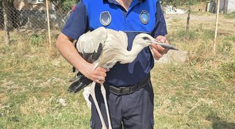 Çankırı'da yuvasından düşen yavru leylek tedavi altına alındı