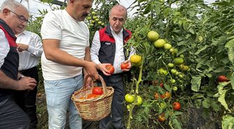 Elazığ'da yaklaşık 320 dekar sera alanında yetişen domateste hasat başladı
